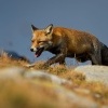 Liska obecna - Vulpes vulpes - Red Fox 2090